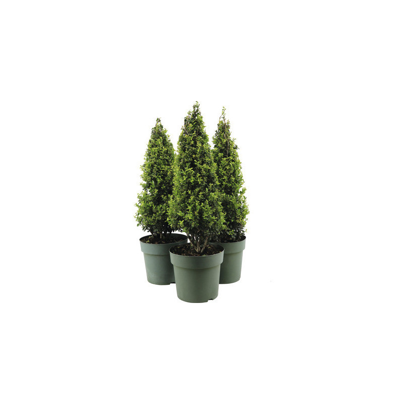 Ilex pyramide Crenata Jenny en pot