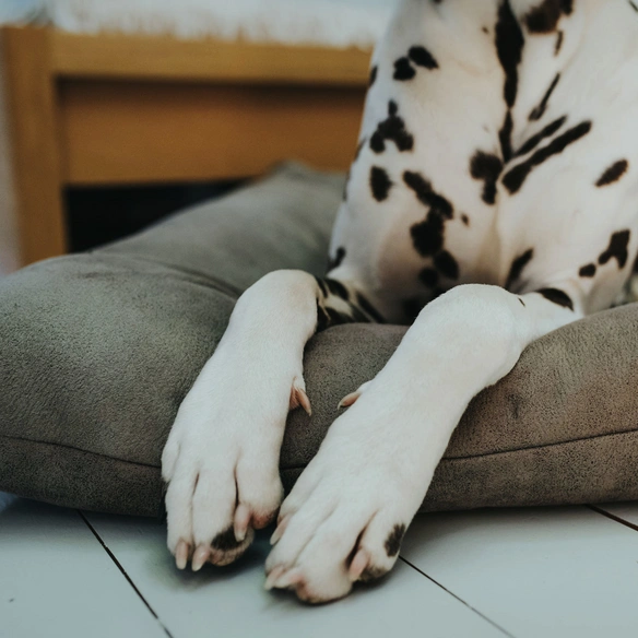 Hunde-Bett, BxHxL: 70 x 12 x 100 cm, stein