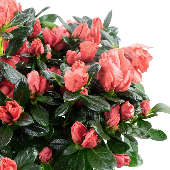 Azalee, Rhododendron simsii, rosa/pink, Höhe: 40 - 60 cm
