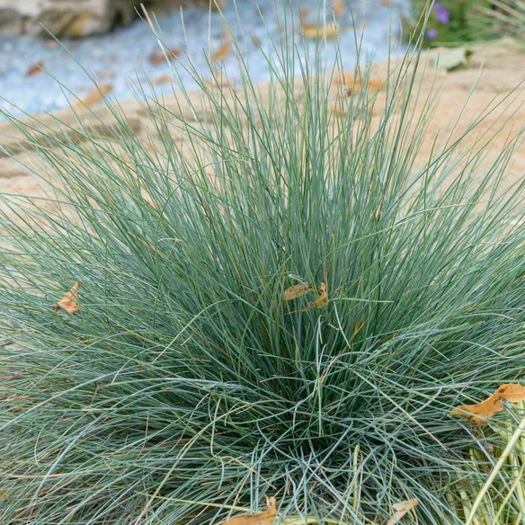 Pflanze, 1 Stück, Elijah Blue