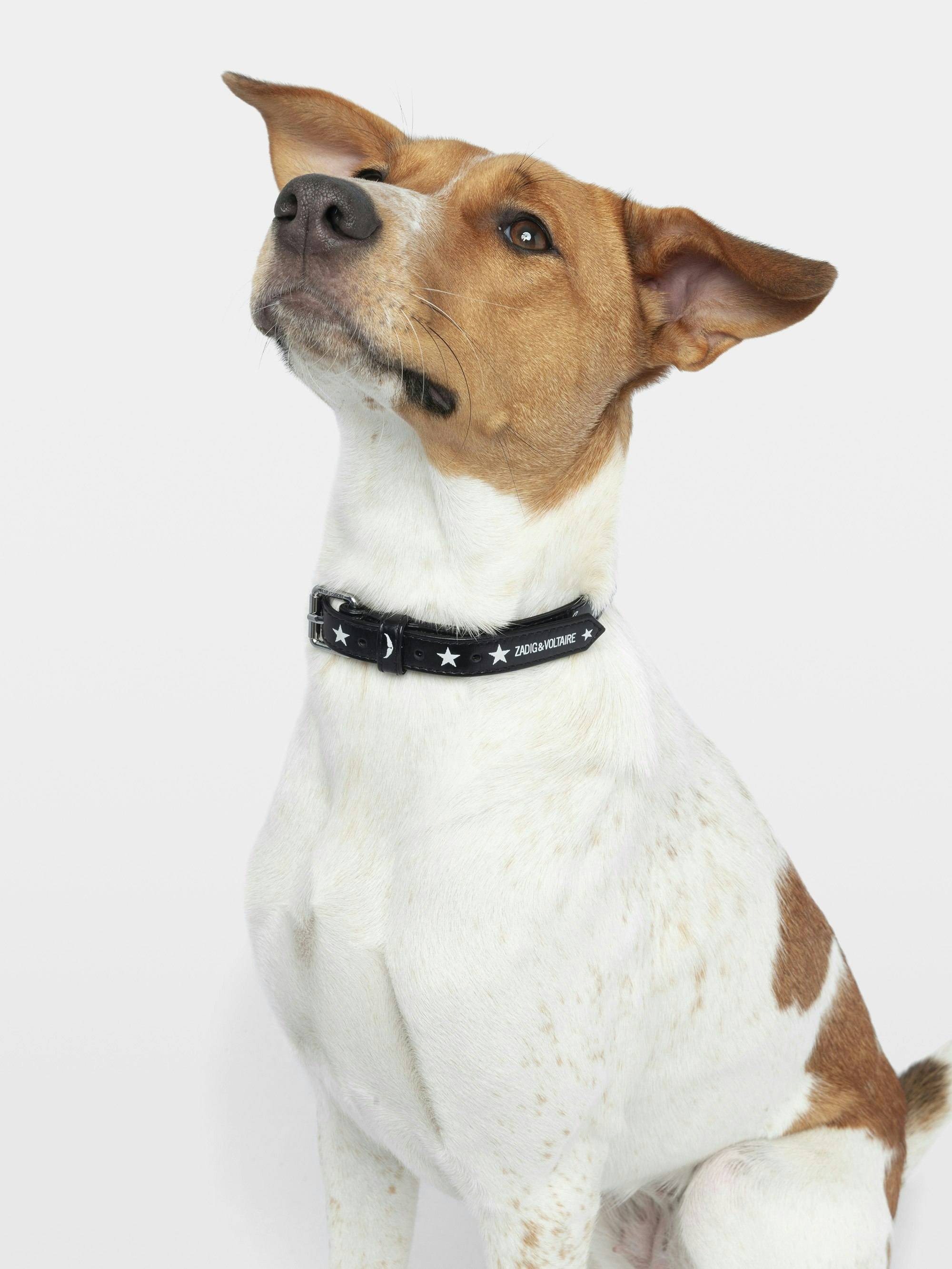 Collier Zadog