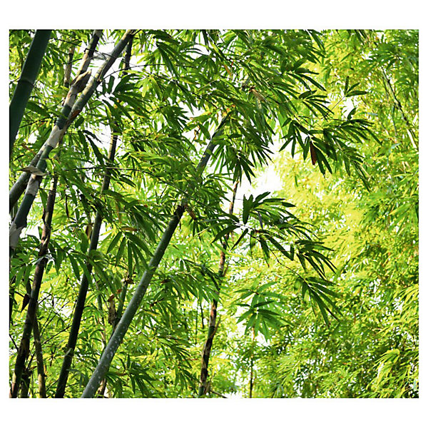 Papier peint intissé BAMBOUS MOSO zen 300 x 270 cm (LxH) - Tapisserie murale panoramique XXL, Made in France par Scenolia