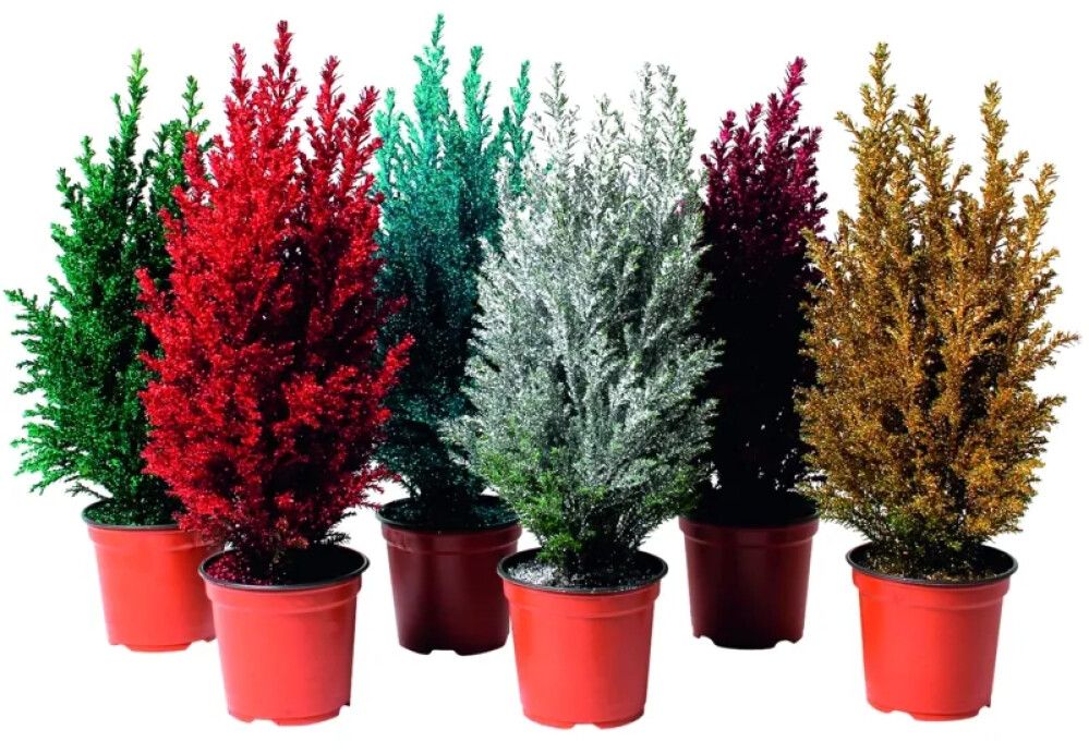 BARVEKST EDELCYPRESS ELLWOODII POTTE 9CM