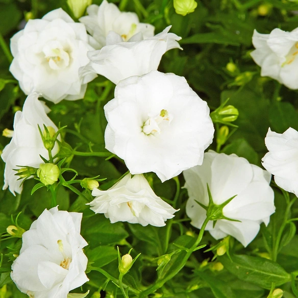 Glockenblume, Campanula haylodgensis »White Bali«, Blütenfarbe: weiß