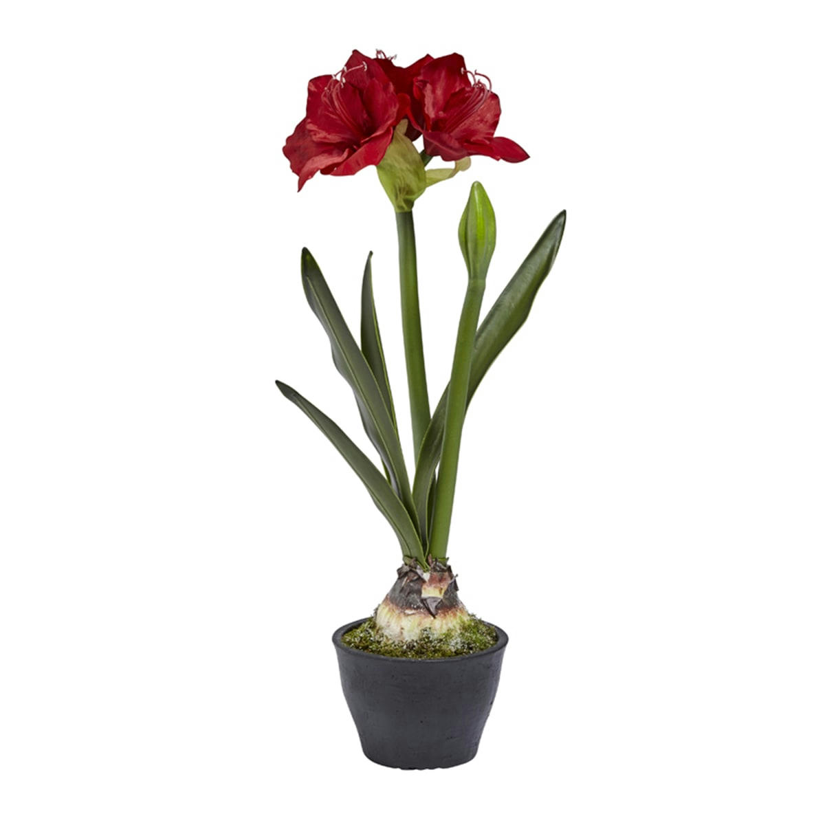 - Amaryllis en pot