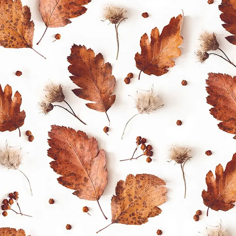 Serviette 20er-Set Soft Autumn