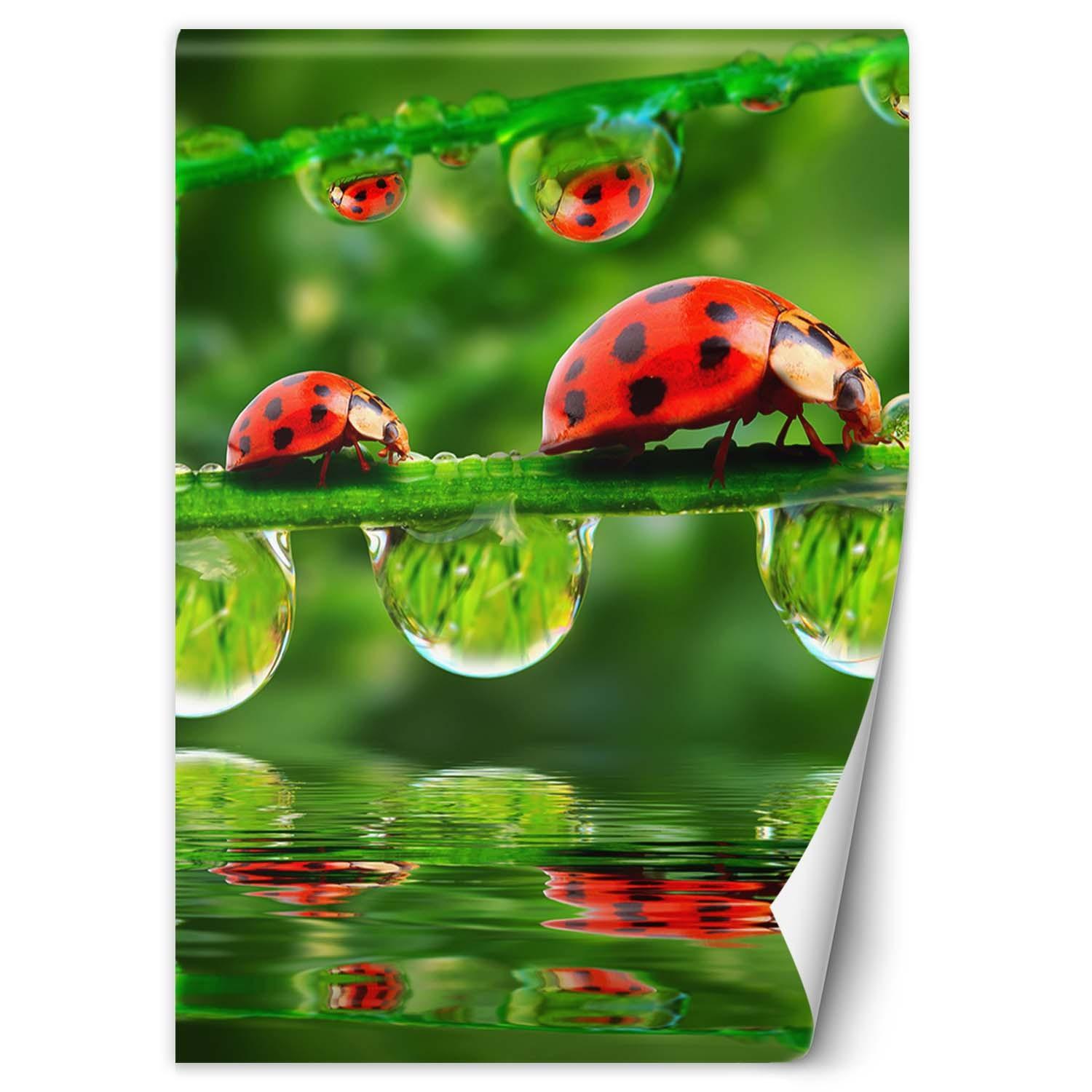 Feeby Fototapeta, Biedronki krople wody 100x140