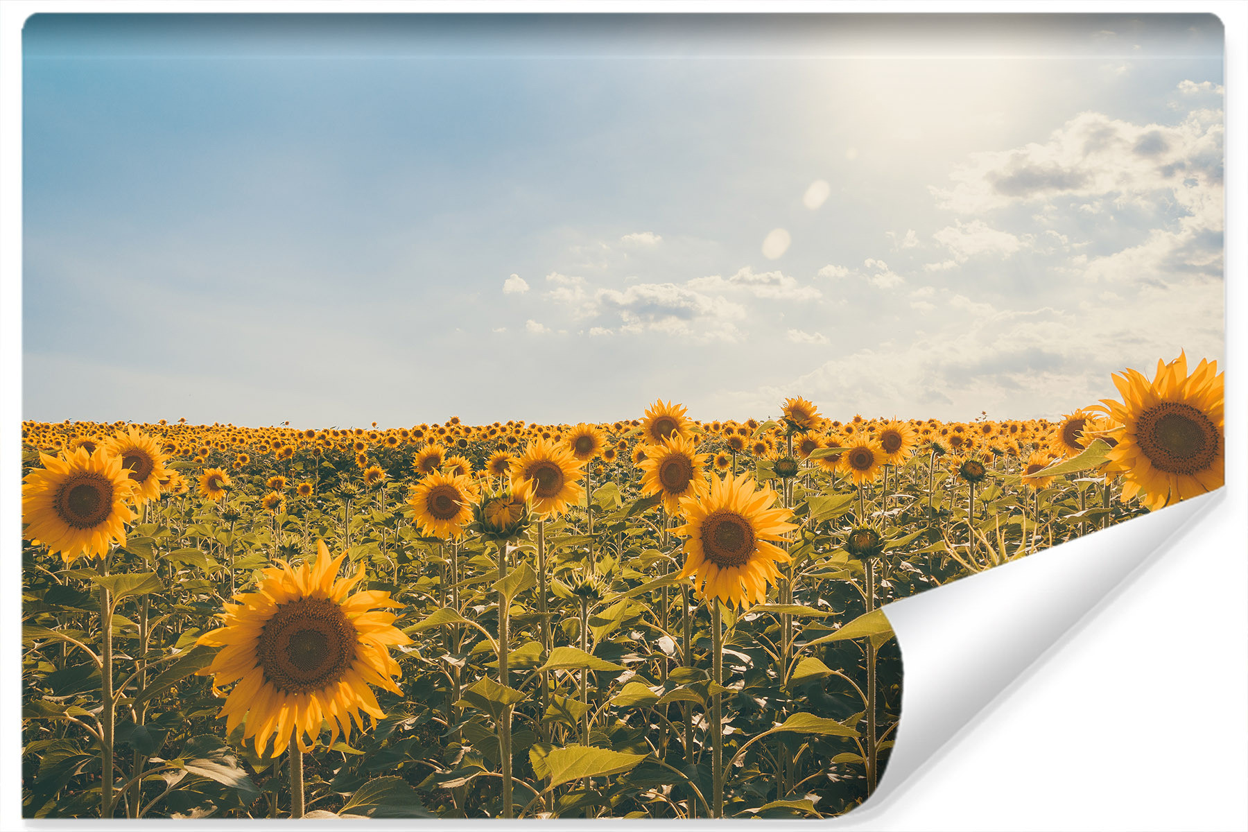 Fototapeta POLE Słoneczników Natura Słońce 90x60cm