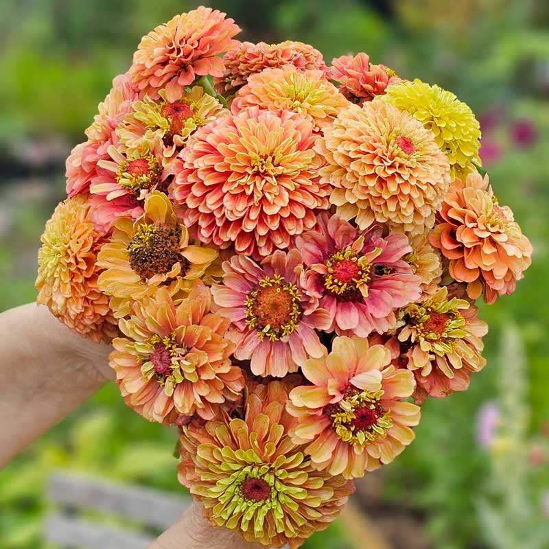 Zinnia 'Queeny Lime Orange'