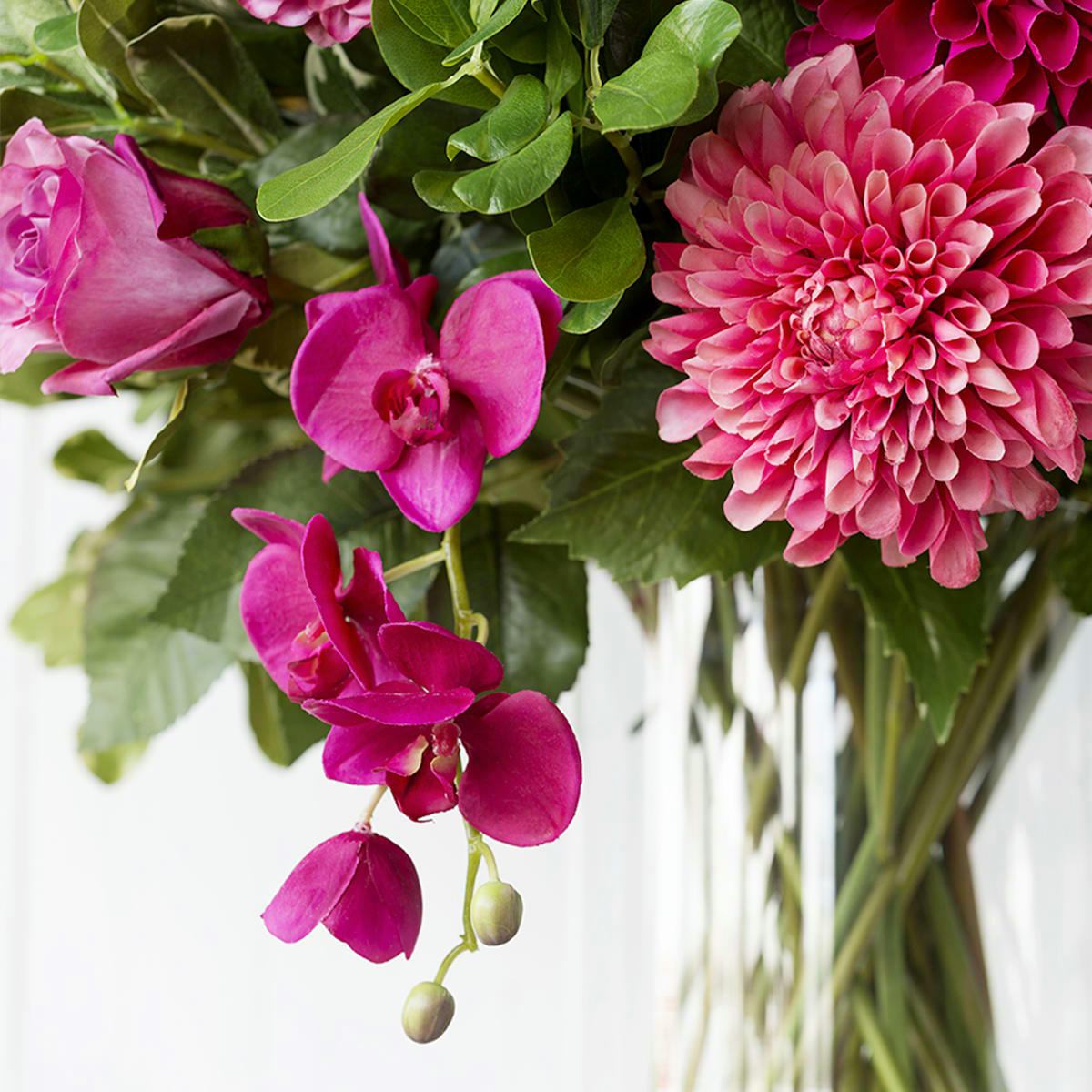 FOREVER - Orchidée Phalaenopsis Forever H47cm