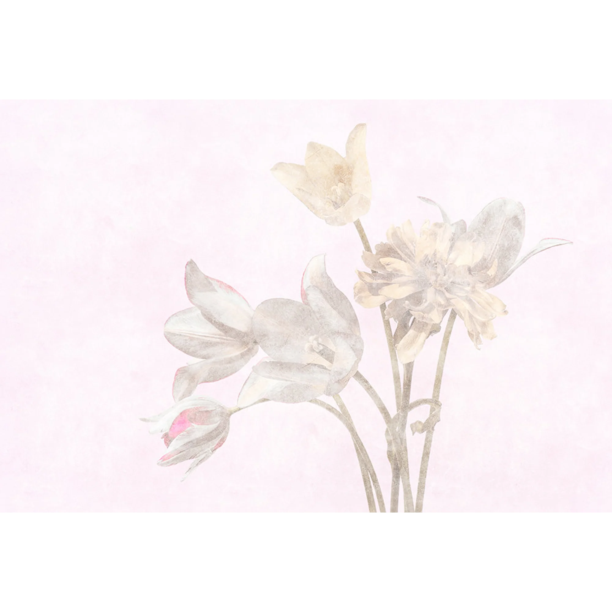 Papier peint panoramique XL TULIPANI 400 x 270 cm