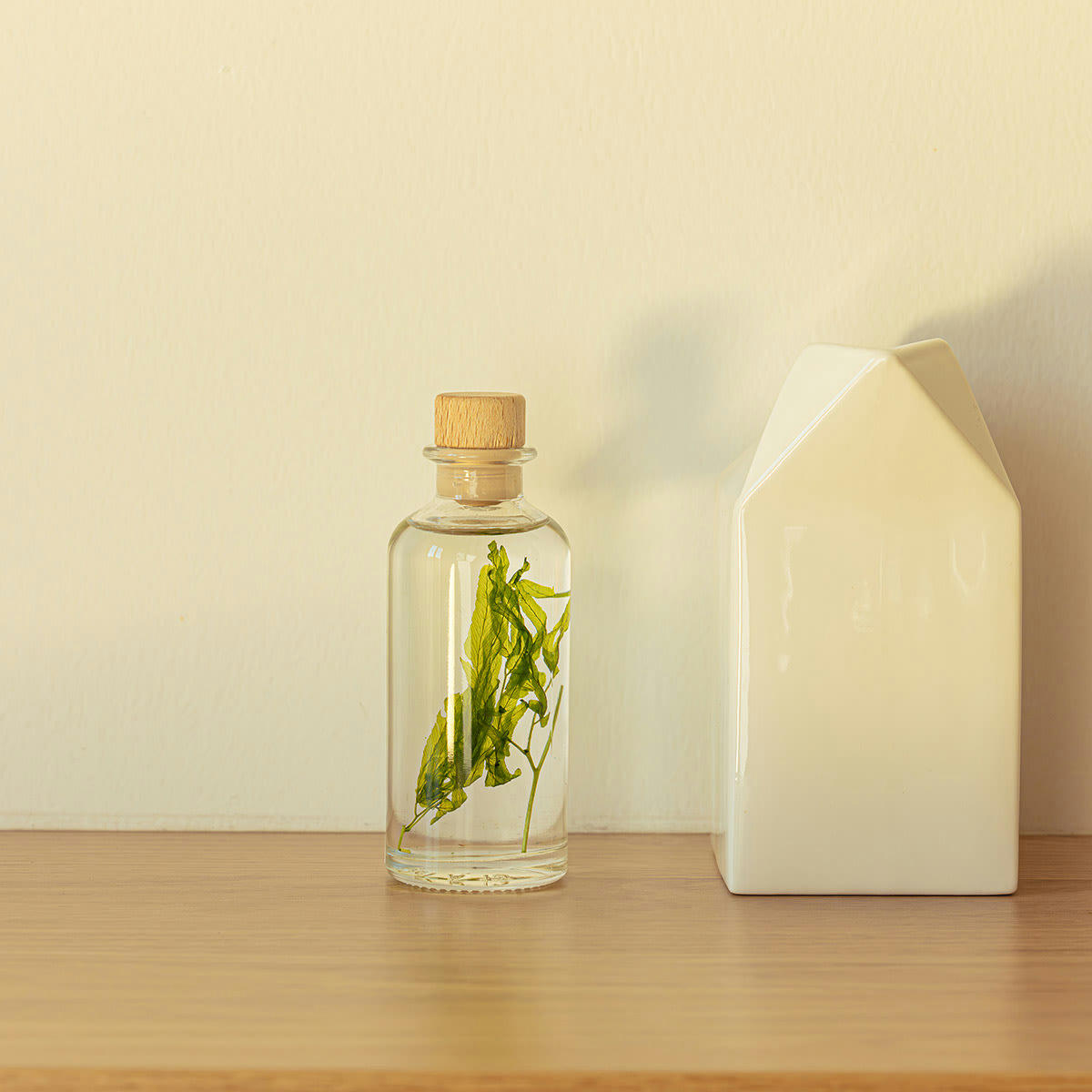 HERBARIUM DE THEOPHILE - Plante immergée Algue aquatique