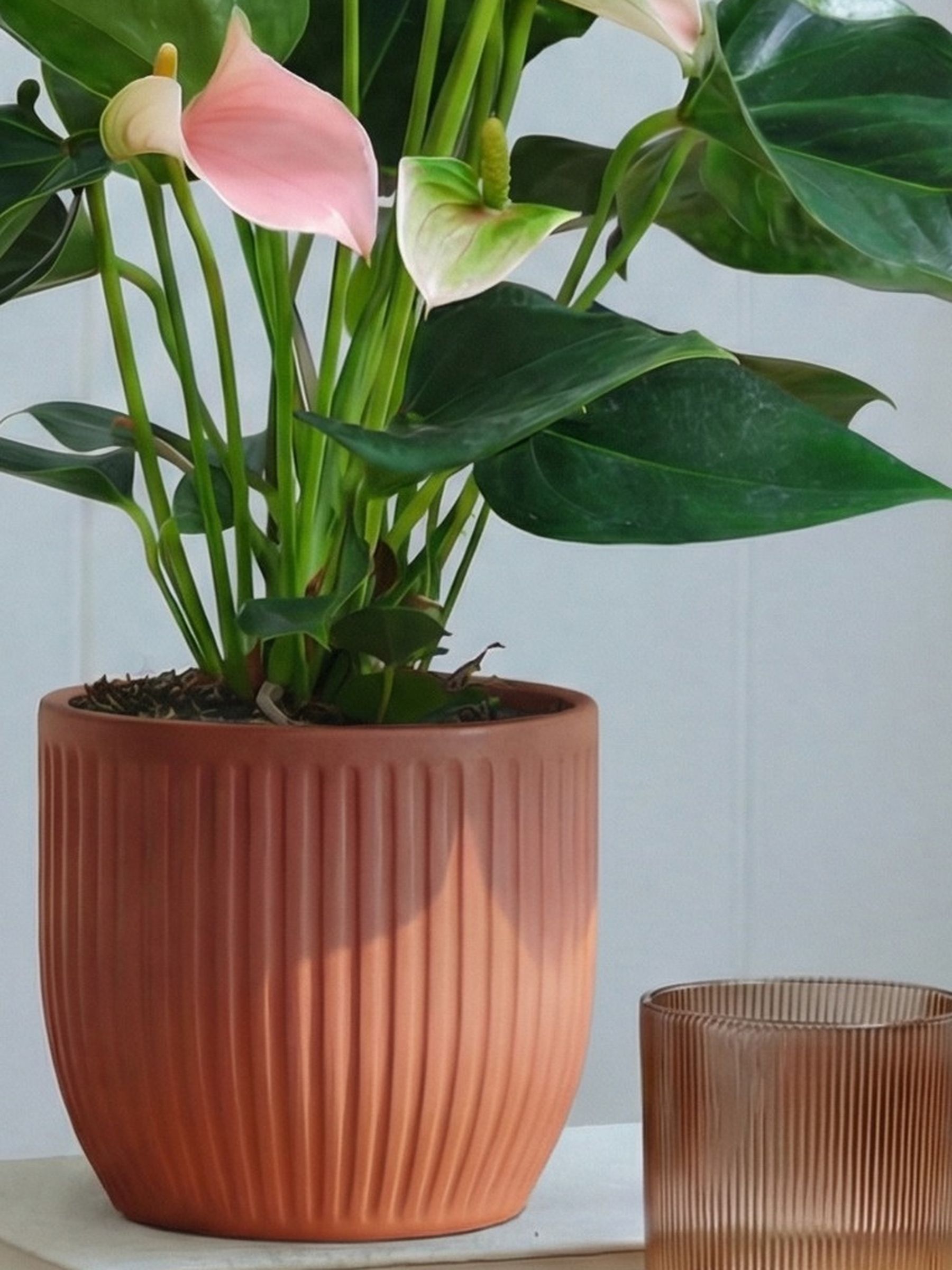 Beards & Daisies Pink Real Peach Anthurium Plant in Ribbed Pot