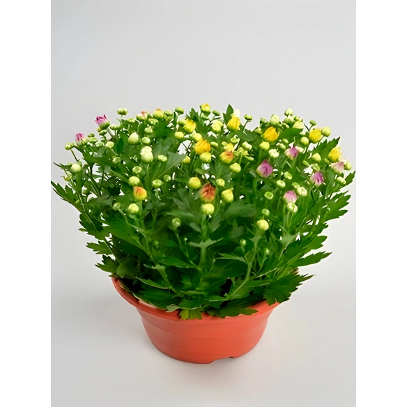 Chrysantheme, Chrysanthemum indicum »Trio«, max. Wuchshöhe: 35 cm, Blüte: dreifarbig