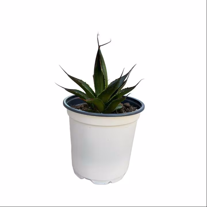 Blue Glow Agave Plant - 4 Inch Neon Red Edge Powder Blue Indoor Rosette