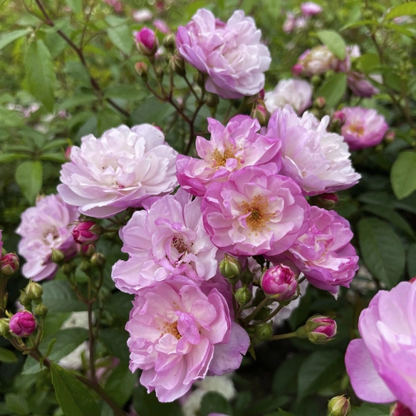 Kletterrose, Rosa »‘Lavender‘ Siluetta®«, Blütenfarbe: flieder