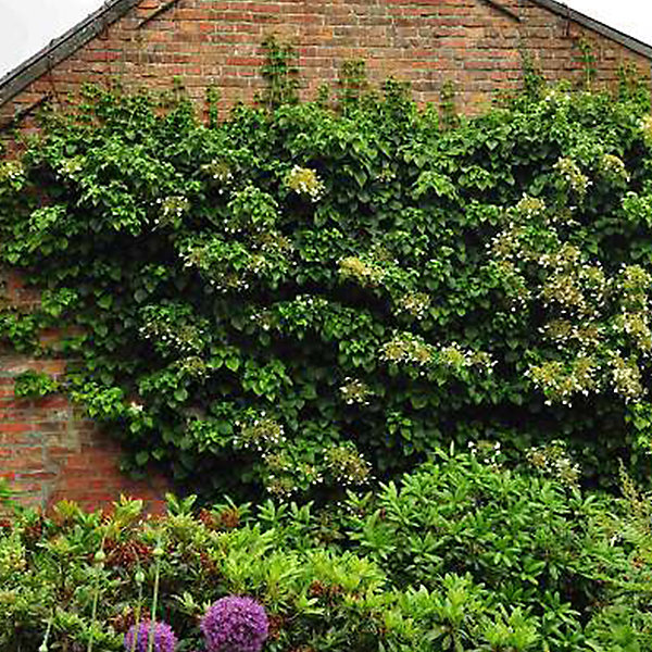 2 x Hortensia grimpant 'Petiolaris' - Hydrangea anomala 'Petiolaris'- 60-80 cm pot