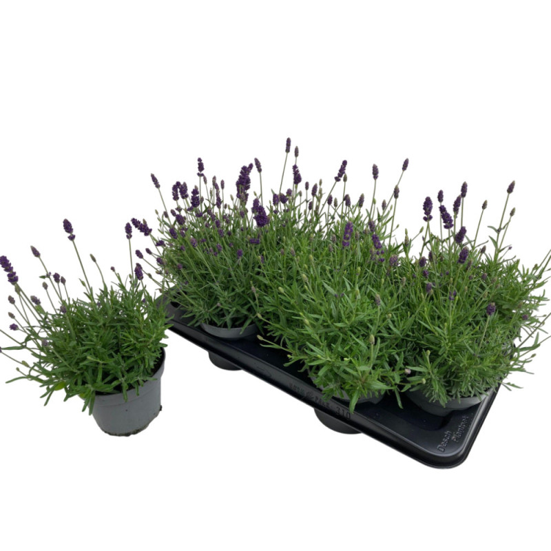 Lavande Lavandula mixte en pot