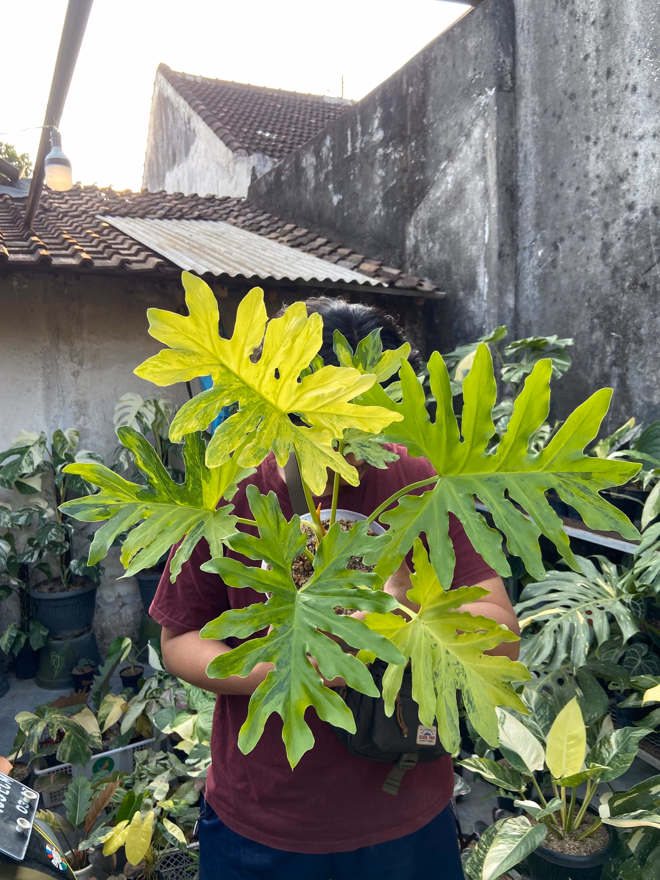 Thaumatophyllum Dragon Fire Variegated Very Large Pot Size Beauty Real Picture Plant