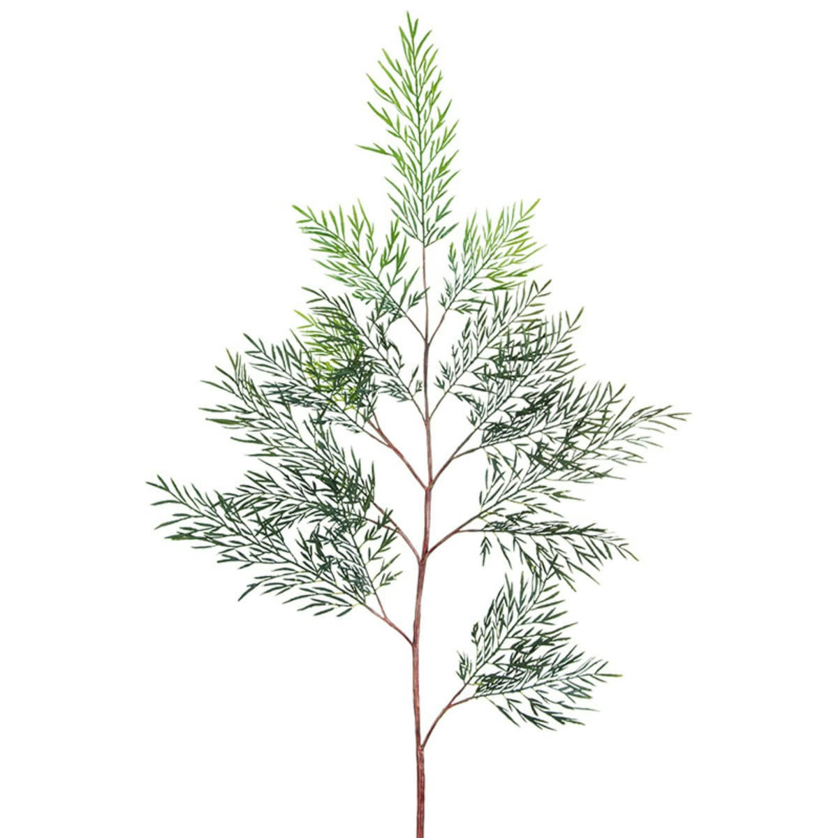 - Tige de fougère australienne H107