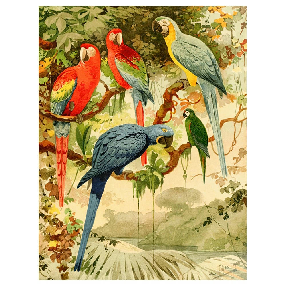 - Tableau - Aras - Emil August Goeldi 60x80cm