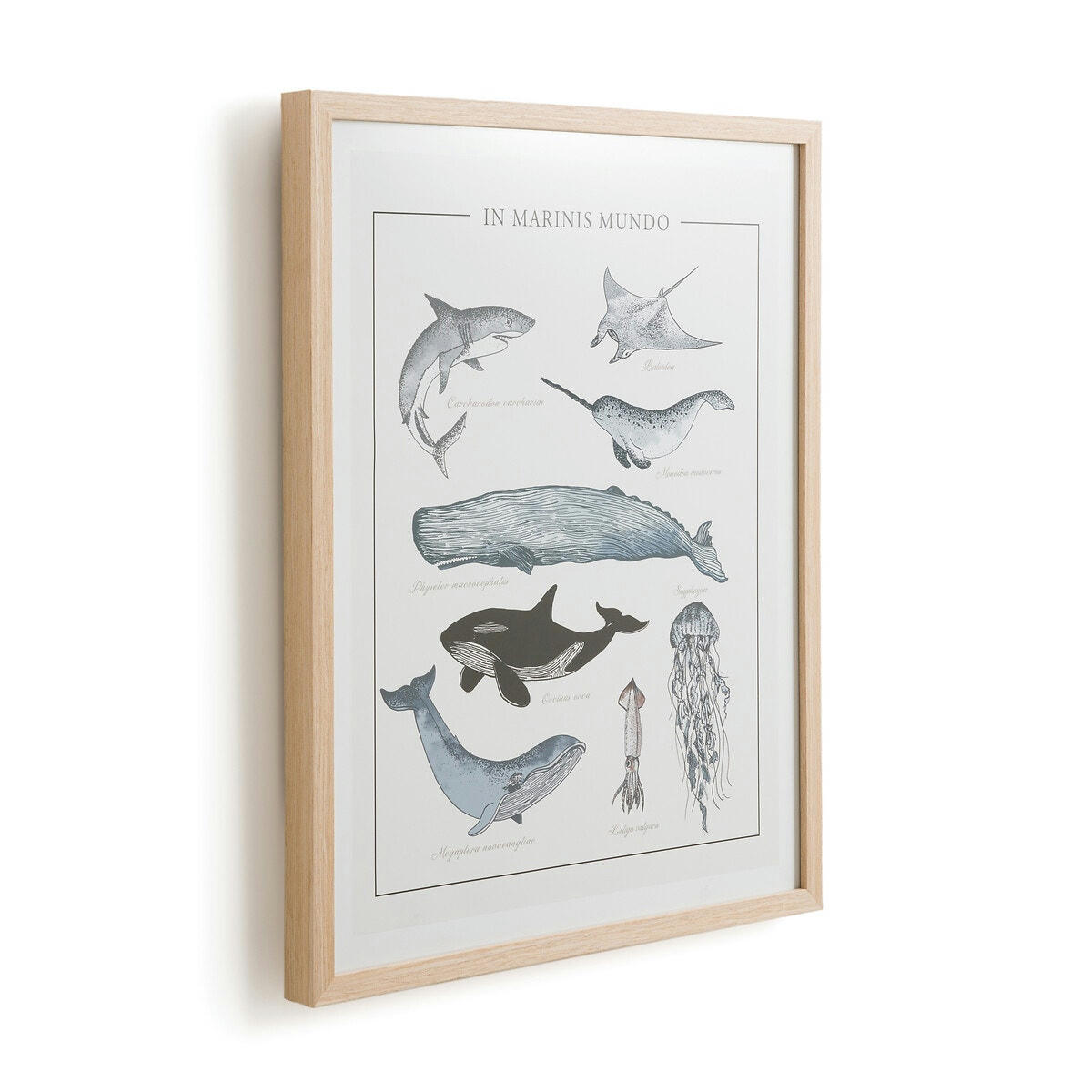 Affiche encadrée, animaux marins, Baleia