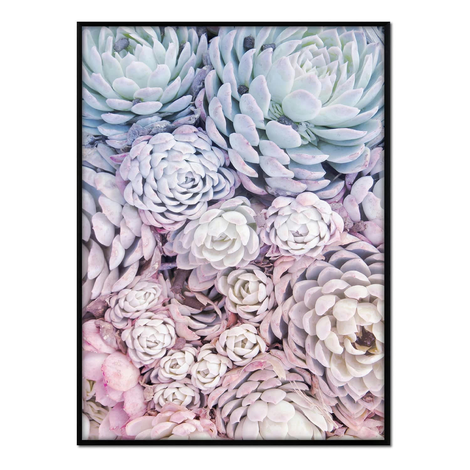 SUCULENTAS - Affiche avec cadre noir - Gradient succulents - 30x40