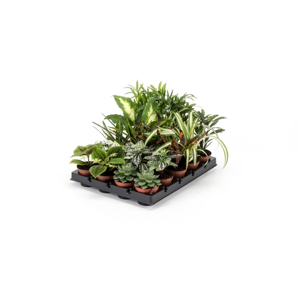 Grünpflanzen-Mix, max. 30 cm