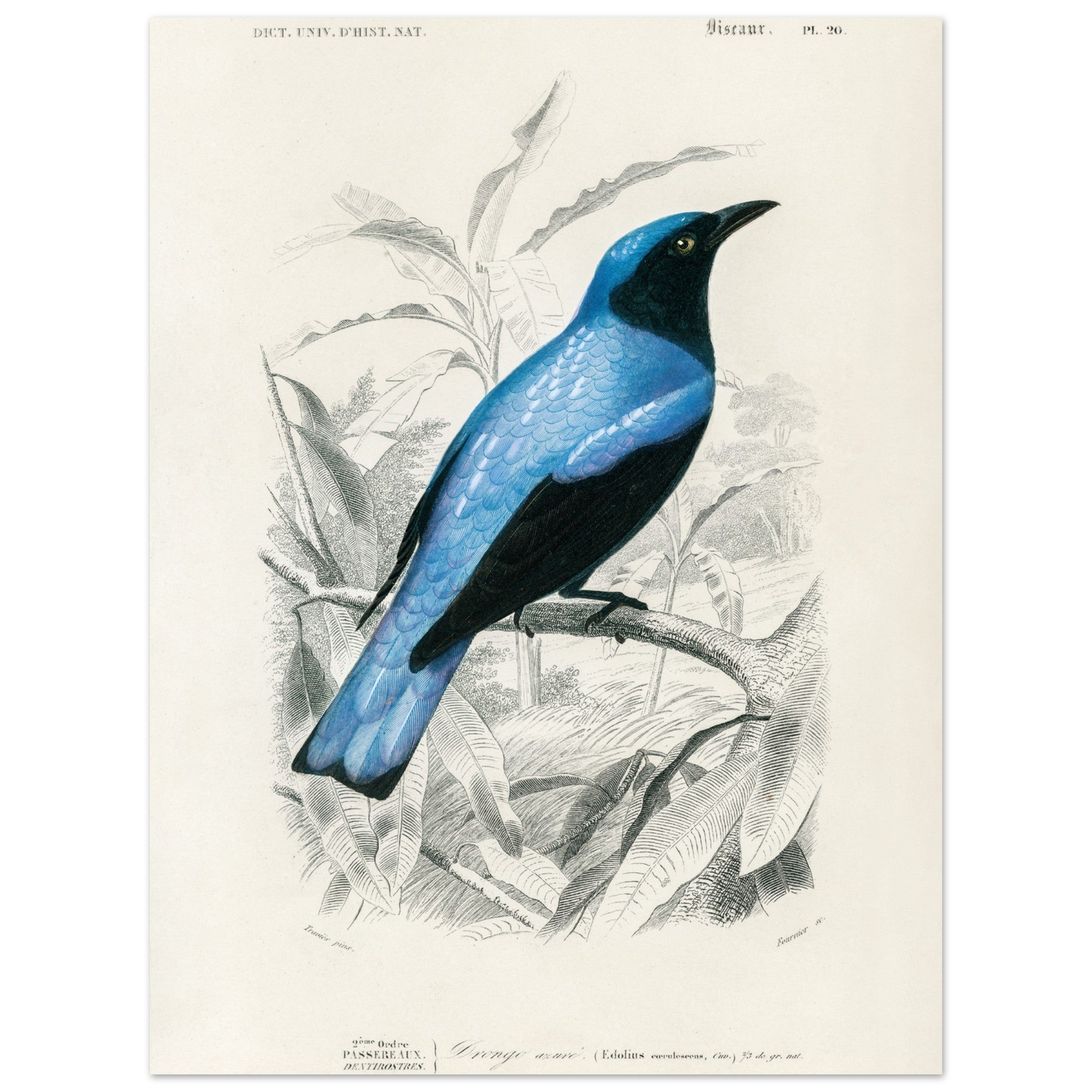 Artfulprints Poster Charles Dessalines d'Orbigny - Square-tailed drongo (Edoius caerulescens)  - 30x40 cm - Blauw