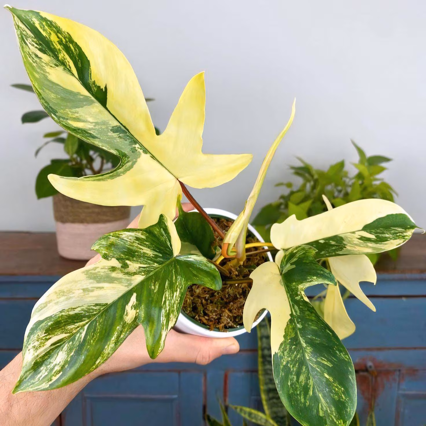 Philodendron Florida Beauty Variegated