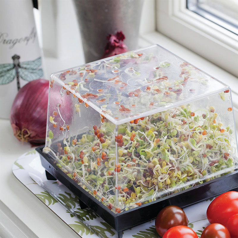 Groddbox, Primo Vitamino