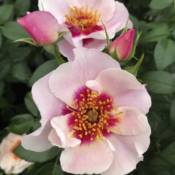 Beetrose, Rosa »See You® in red«, Blüte: cremeweiß, einfach