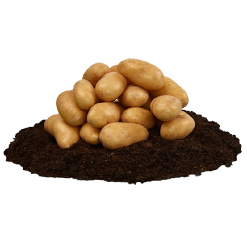 Mandel, sättpotatis