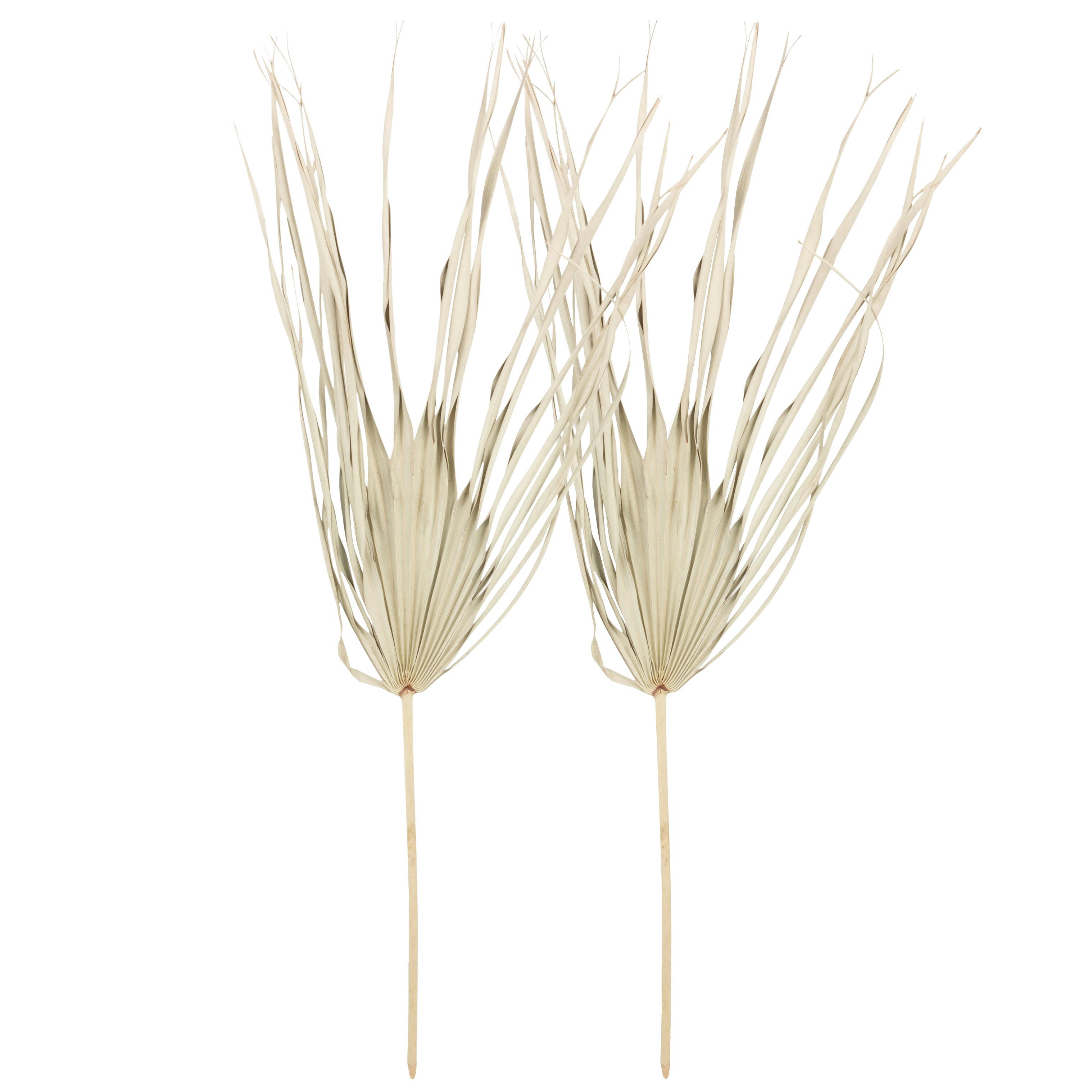 PALMITAS - Tiges de palmier séchées (x2)