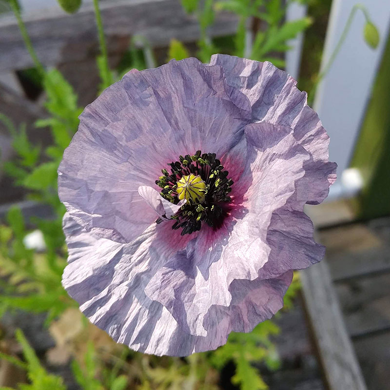 Kornvallmo 'Amazing Grey' & 'Amazing Blue'