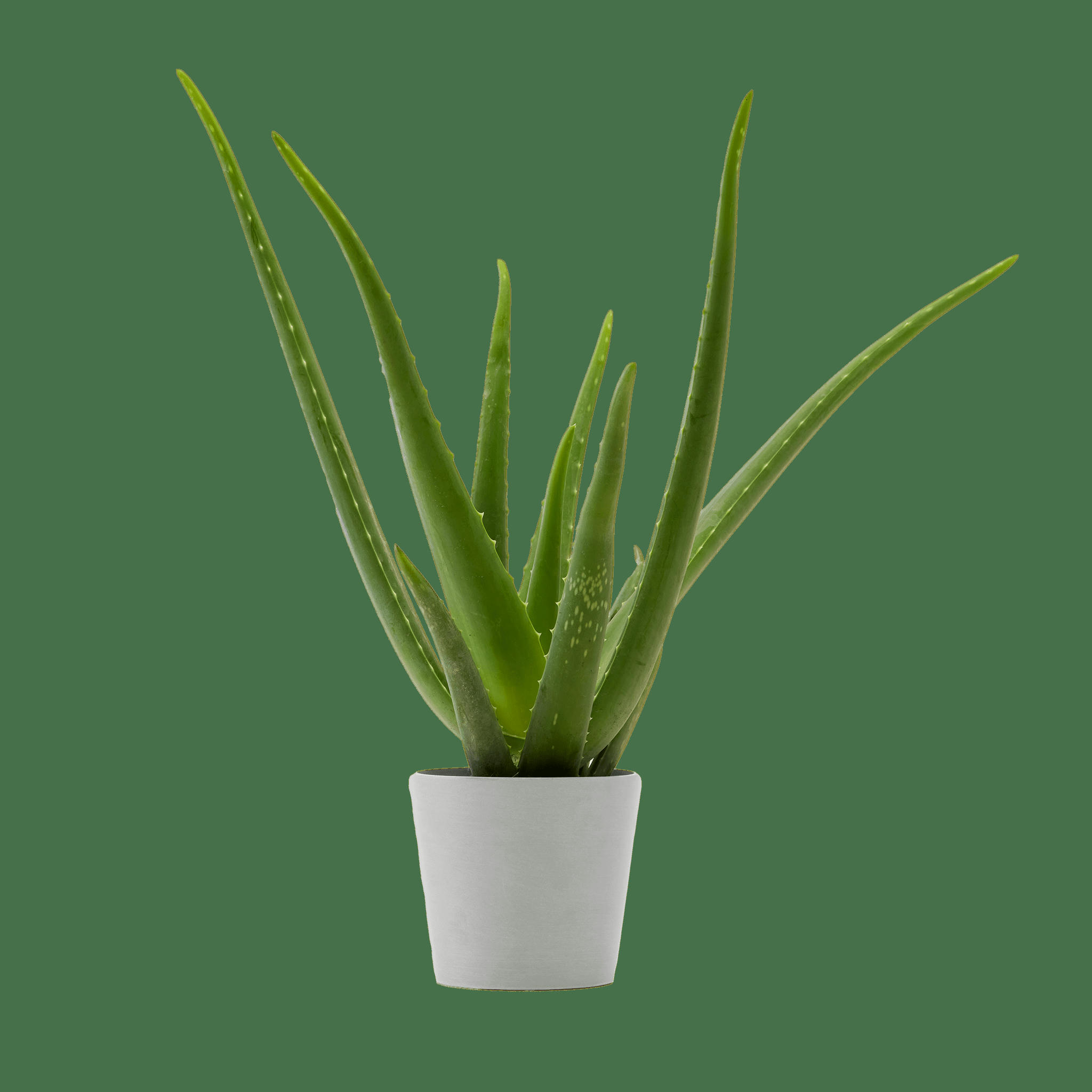 - Plante d'intérieur - Aloe Vera de 25 cm en pot blanc gris