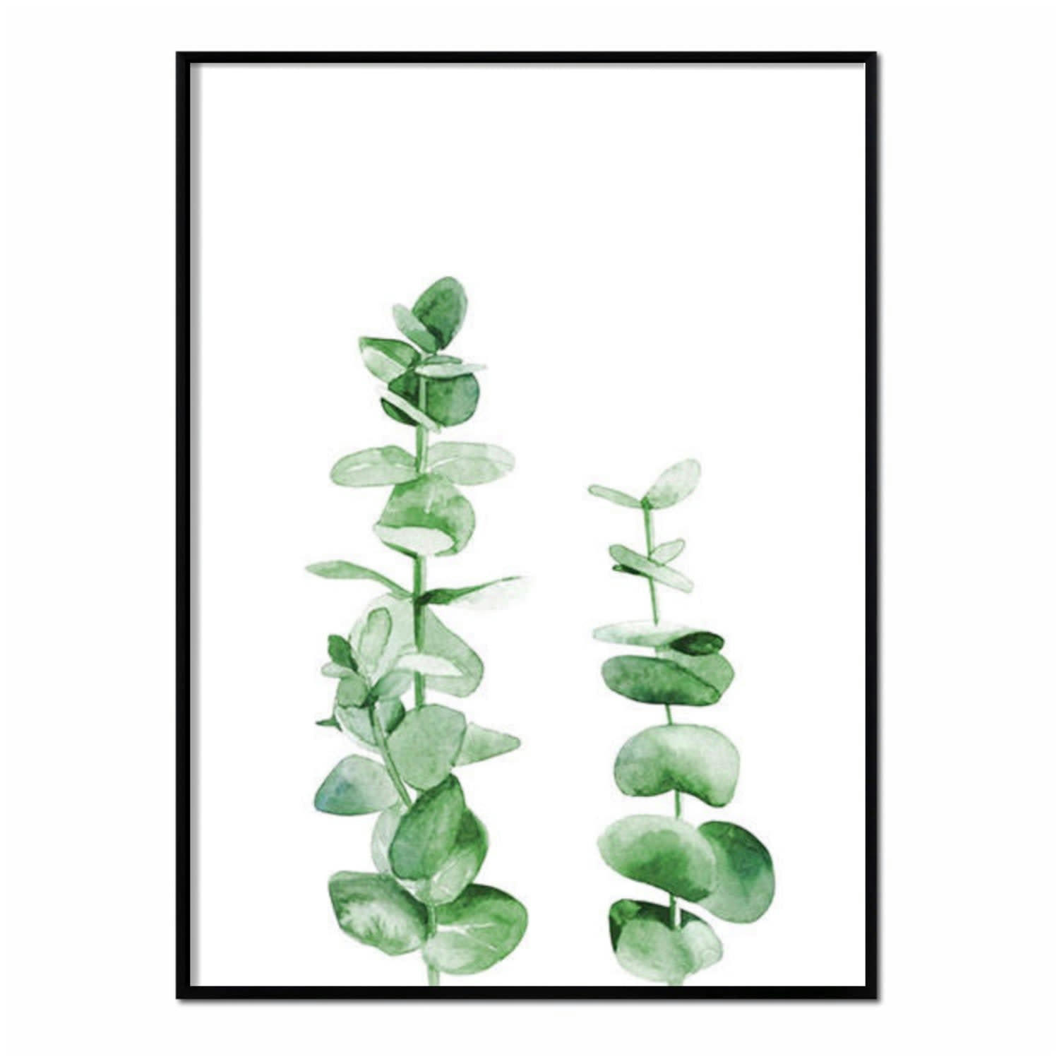 PLANTAS - Affiche avec cadre noir - Couleur Eucalyptus - 30x40