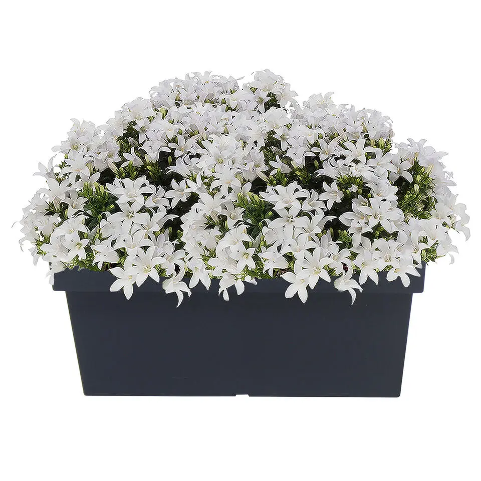 Prosperplast Plantenbak - kunststof - 58 x 26 x 22 cm - antraciet