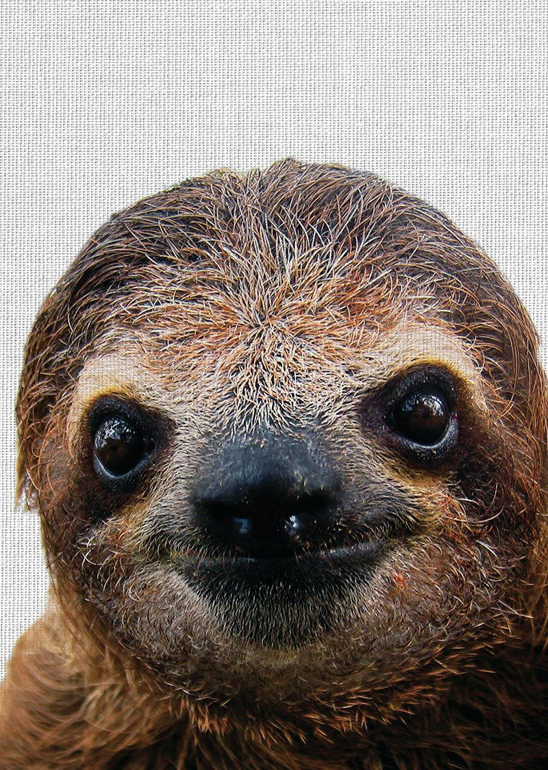 ANIMAL FUN - Tableau métal paresseux 32x45