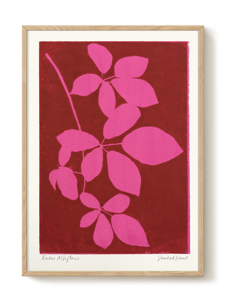 PrintedPlant - Albiflorus - PSTR studio Kunst Poster