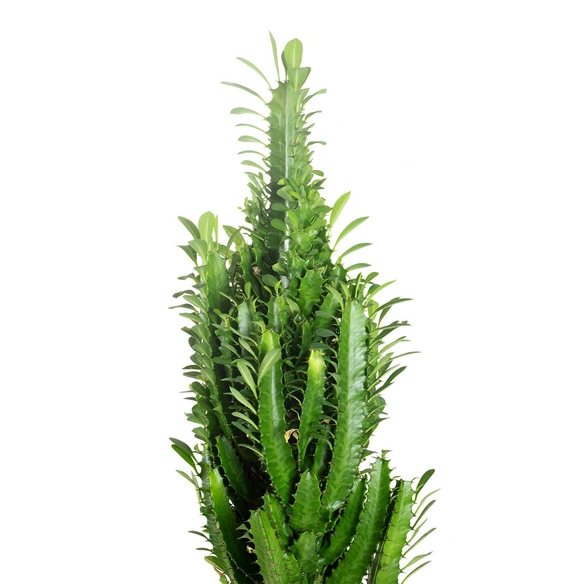 Dreikantige Wolfsmilch, Euphorbia Trigona