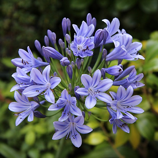 6 x Agapanthus hybrida. 'Charlotte' - Agapanthus hybrida 'Charlotte'- godet 9cm x 9cm