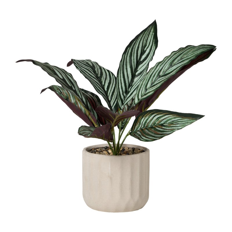 Plant in pot - &Oslash;10.5x26 cm - diverse varianten