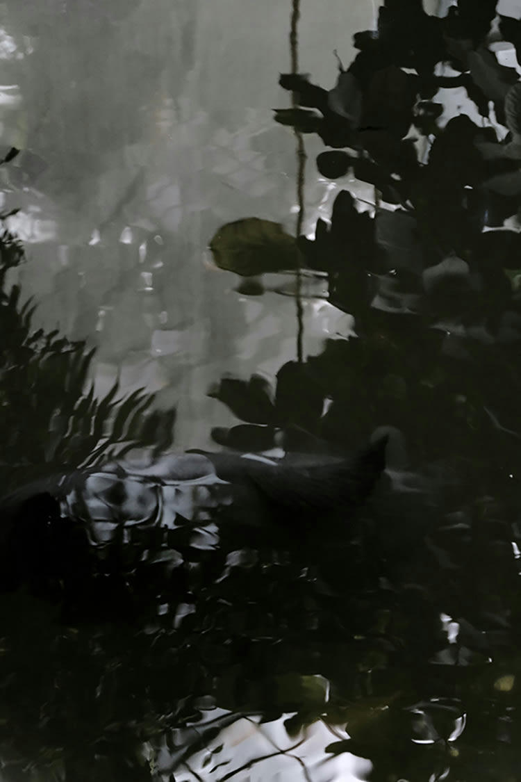 L'OMBRE DANS L'EAU - Photographie d'art de Zoé Pignolet 40x60 cm sur plexi