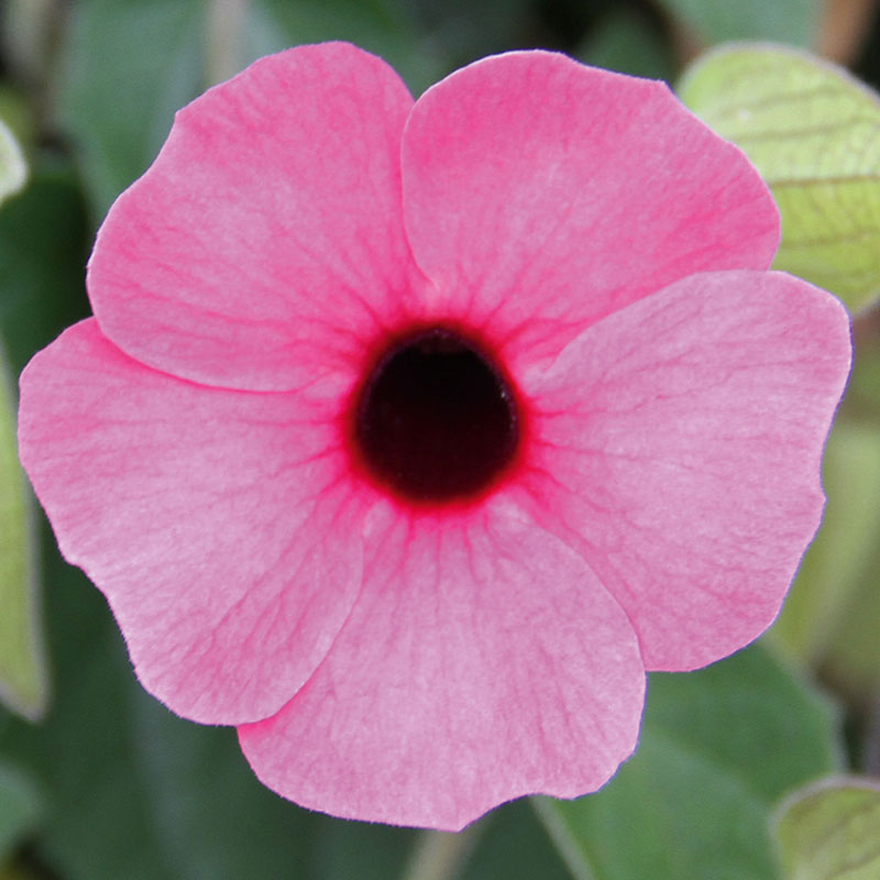 Svartöga 'Sunny Susy Rose Sensation'