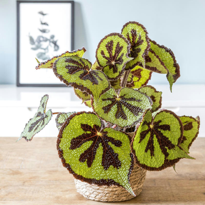 BÉGONIA - Plante d'intérieur bégonia croix de fer + cache-pot