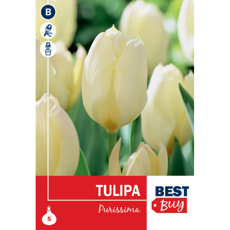 Bulbes de tulipes Purissima 10 pièces