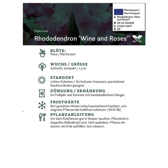 Rhododendron »Wine and Roses«, rosa, Höhe: 30 - 40 cm