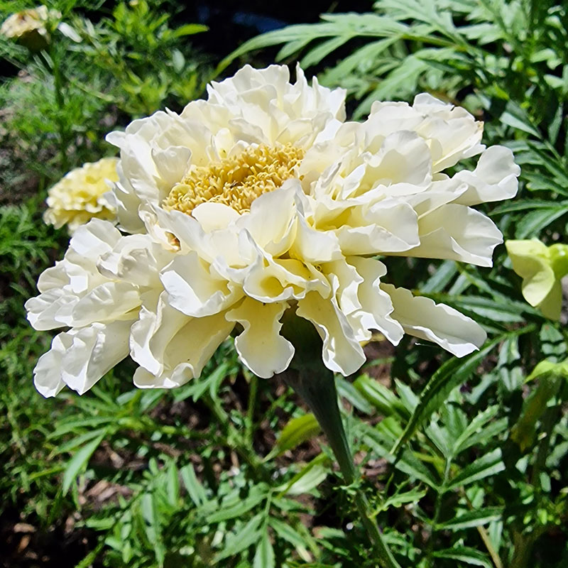 Stor tagetes 'Buttercream' F1