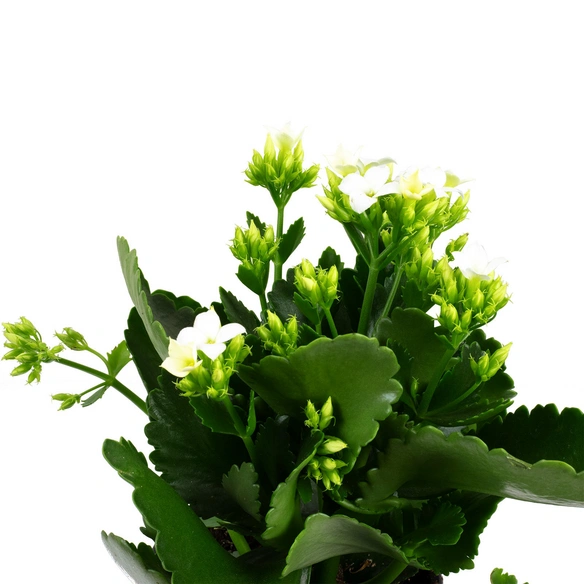 Flammendes Kaethchen, Kalanchoe blossfeldiana, Blütenfarbe: weiß